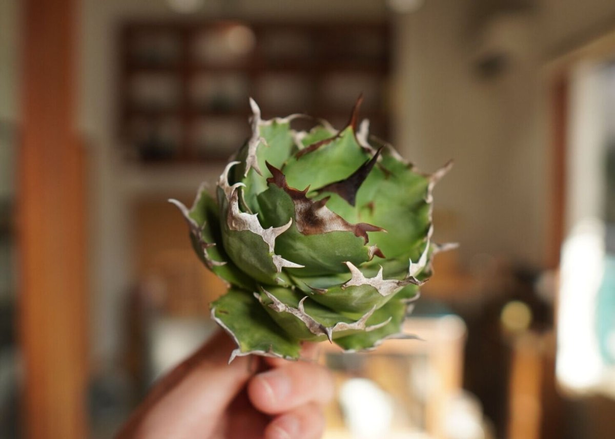 Agave titanota Goddes Kali 迦梨女神 アガベ 抜き苗 アガベ チタノタ 迦梨女神 Agave titanota “Goddes Kali” | m