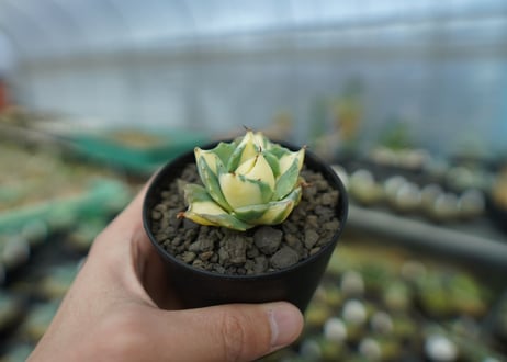アガベ　王妃雷神錦　黄中斑　Agave　“Ohi Raijin Nishiki Kinakahu”