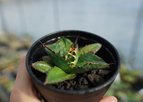 アガベ　チタノタ　ブルー　agave titanota Blue 　No.3
