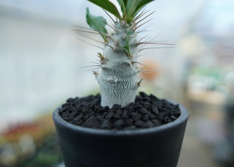 パキポディウム　サンデルシー　Pachypodeium saundersii  No.2