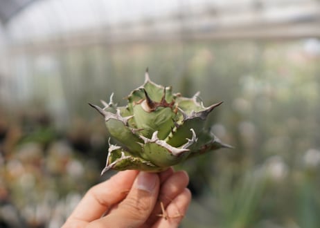 Agave Black fire F NO.3 (G)