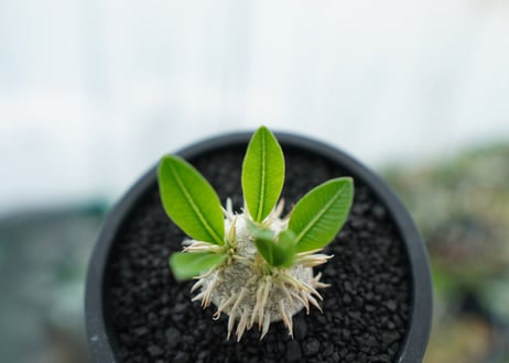 パキポディウム　恵比寿笑い　Pachypodium brevicaule　No.10