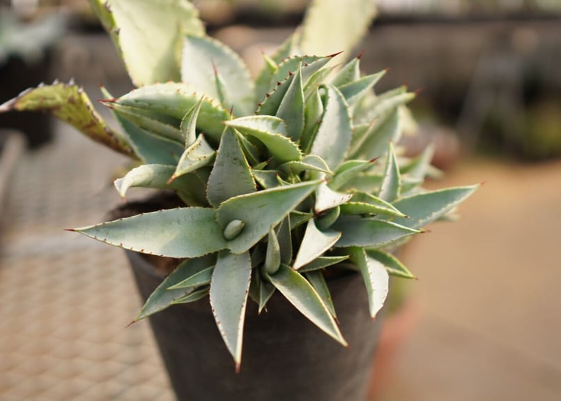 アガベ チタノタ ドラゴントゥース カキコ | mana's farm:塊根植物