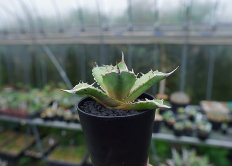 アガベ　チタノタ　獅子光　agave titanota Lion light 子株 No.4