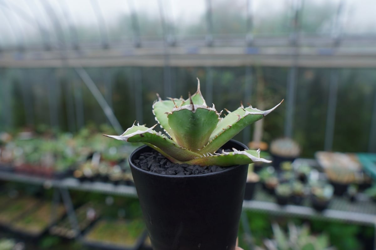 アガベ チタノタ 獅子光 agave titanota Lion light 子株 No.4