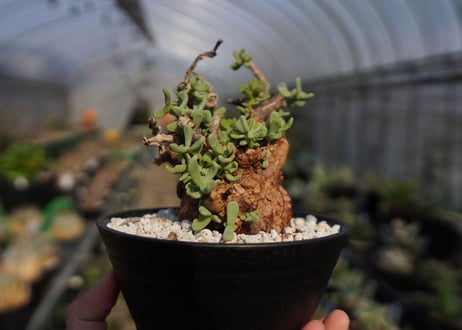 ケラリア ピグマエア Ceraria pygmaea  No.2