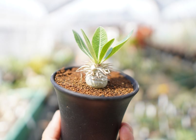 パキポディウム 恵比寿大黒 | mana's farm:塊根植物・アガベ・ドライ