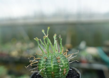 ユーフォルビア　バリダ　Euphorbia valida　No.2