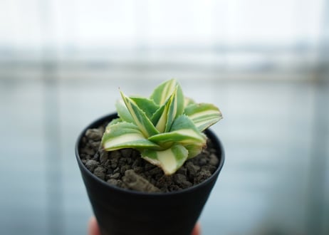 アガベ　王妃雷神錦　黄中斑　Agave　“Ohi Raijin Nishiki Kinakahu”