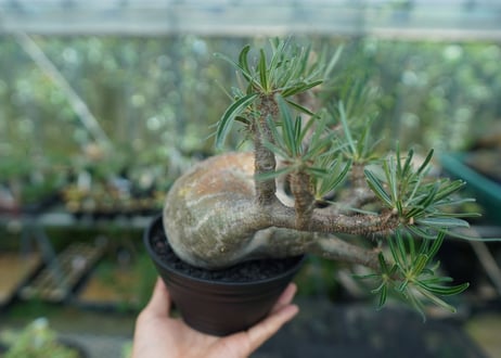 パキポディウム　グラキリス　 Pachypodium Gracilius  No.4
