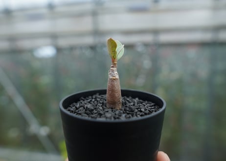 アデニウム　Adenium  No.6