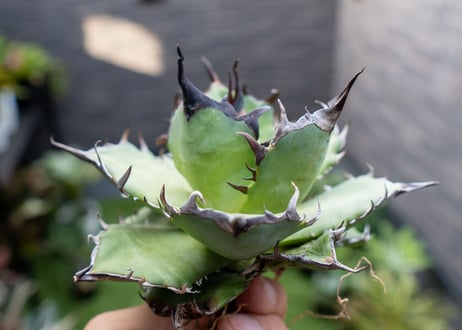 Agave ハデス 黒獄 A  NO.2