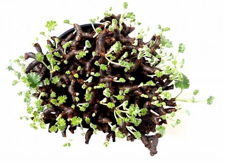 ペラルゴニウム　ミラビレ　Pelargonium mirabile　№2