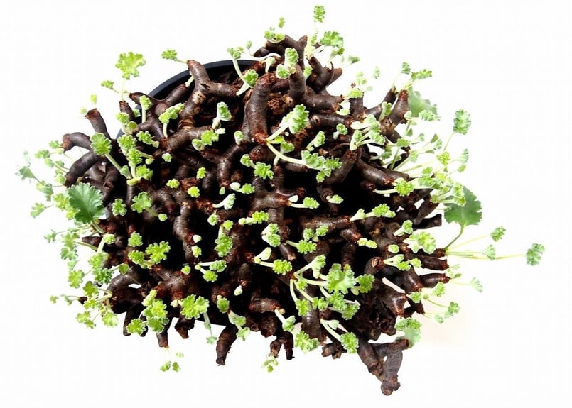 ペラルゴニウム ミラビレ Pelargonium mirabile №2 | mana's g ペラルゴニウム ミラビレ Pelargonium mirabile №2 | mana's g