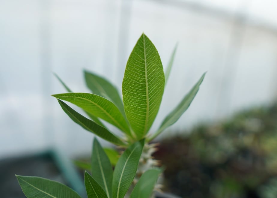 63fecb3ee2f3b64cf0c03c32