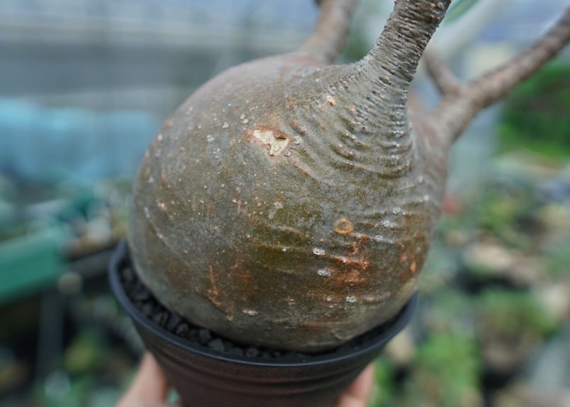 パキポディウム グラキリス Pachypodium Gracilius No.3 | ma