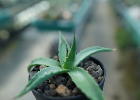 アガベ　ユタエンシス　カイバベンシス　Agave uthensis Kaibabensis
