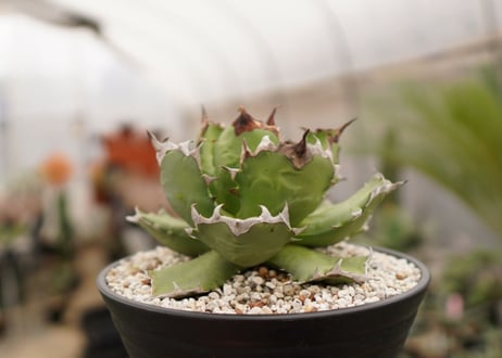 アガベ　titanota  dwarf　No.2