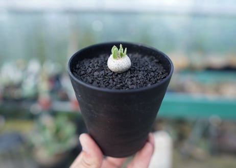 パキポディウム　恵比寿笑い　Pachypodium brevicaule　No.1