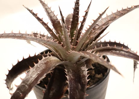 Dyckia Maroon star X HH