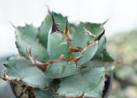 アガベ　チタノタ　 ブラックアンドブルー 　Agave titanota black and blue　NO.5