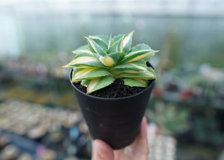 アガベ　王妃雷神錦　黄中斑　Agave　“Ohi Raijin Nishiki Kinakahu”