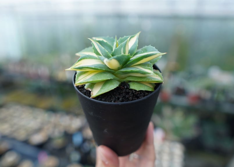 アガベ 王妃雷神錦 黄中斑 Agave “Ohi Raijin Nishiki Kinakah