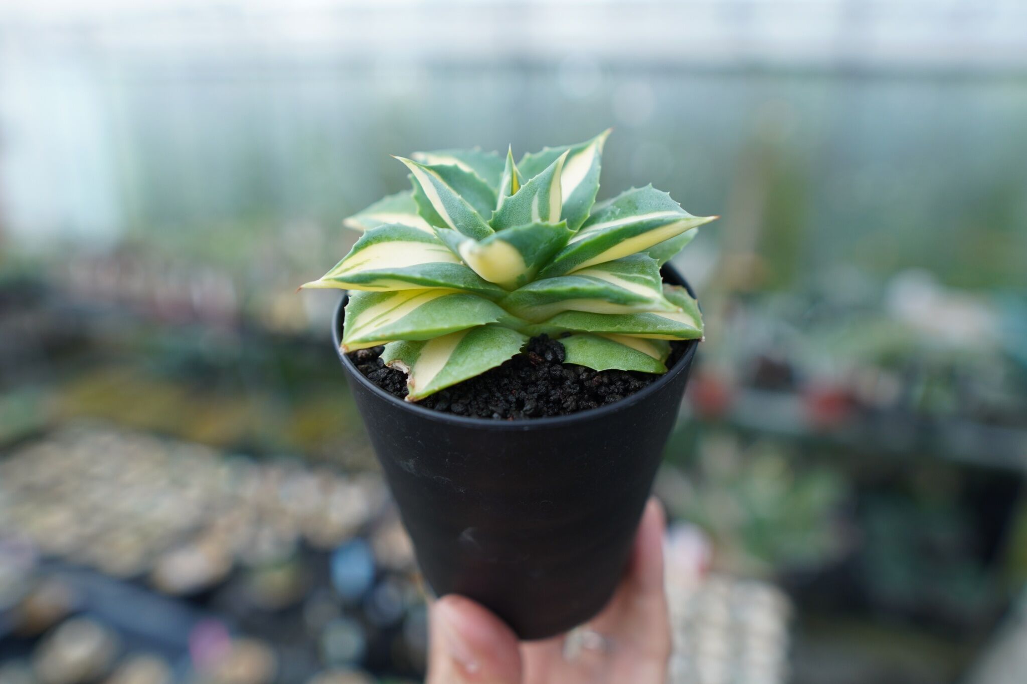 アガベ 王妃雷神錦 黄中斑 Agave “Ohi Raijin Nishiki Kinakah