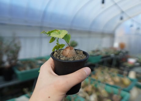 亀甲竜　Dioscorea elephantipes　C1