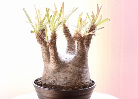 Pachypodium Gracilius パキポディウム  グラキリス 未発根