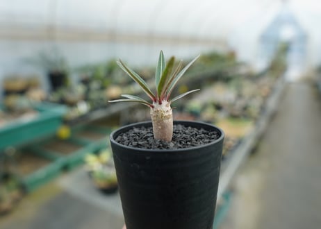 パキポディウム　グラキリス　 Pachypodium Gracilius  No.1
