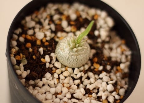 パキポディウム　デンシカウレ　恵比寿大黒　Pachypodium Densicaule 国内実生