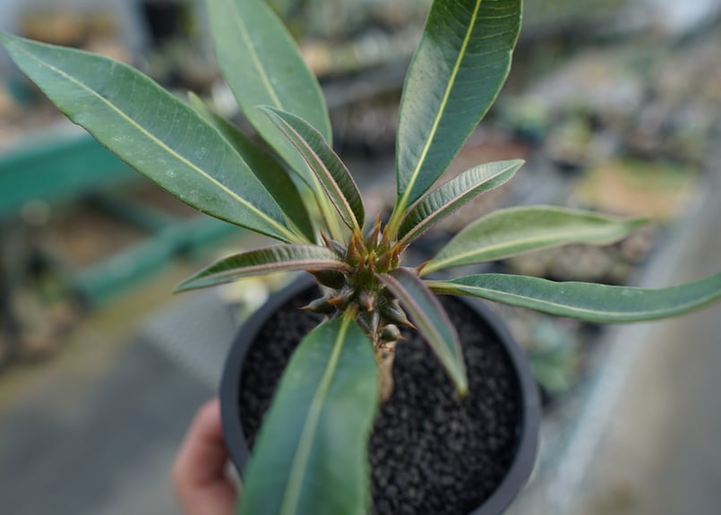 パキポディウム バロニー Pachypodium baronii No.1 | mana's