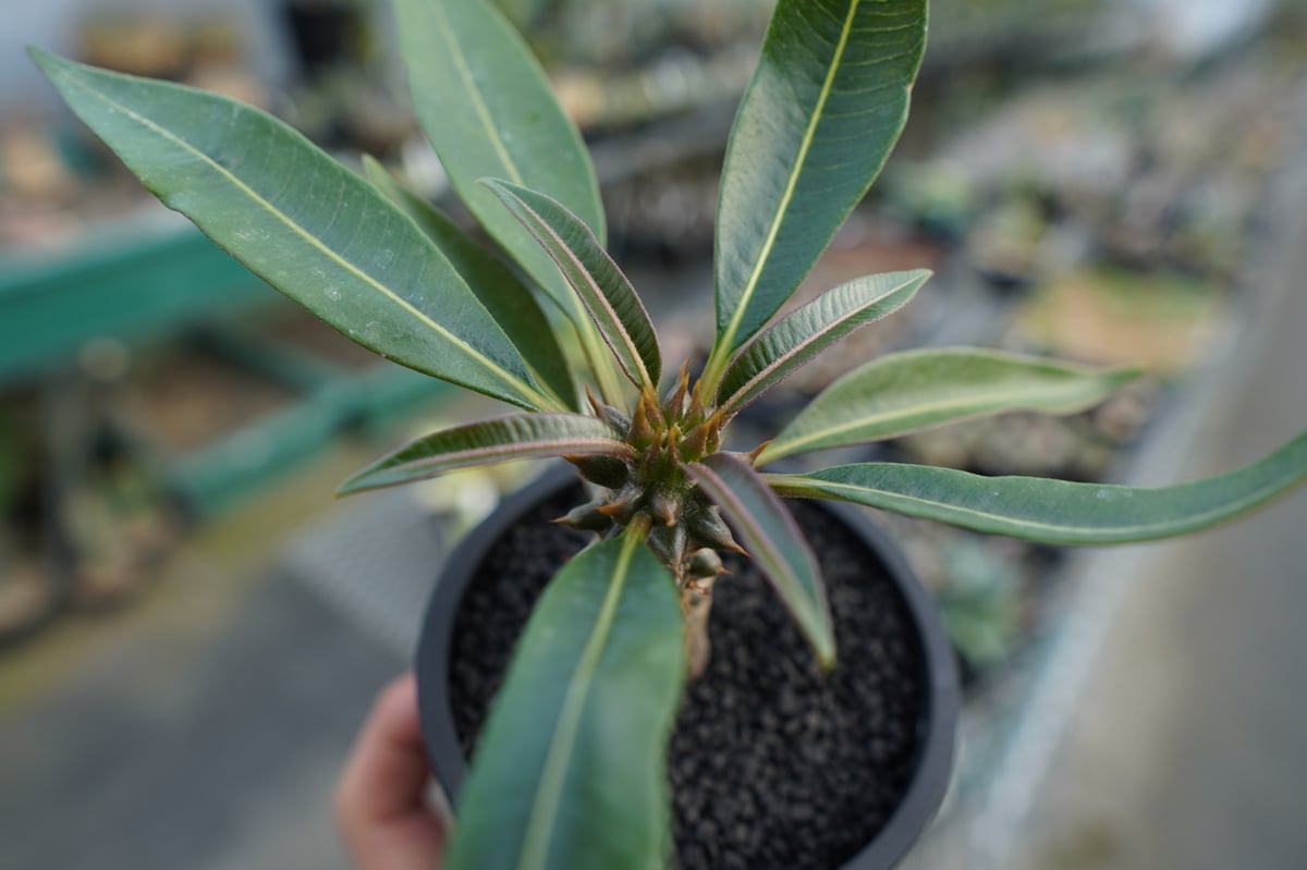 パキポディウム バロニー Pachypodium baronii パキポディウム バロニー Pachypodium baronii No.1 | mana's