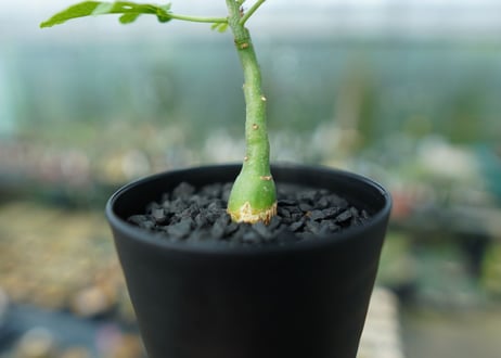 アデニア　グラウカ　Adenia Glauca　No.2