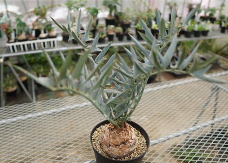 エンセファラルトス　 ホリダス　Encephalartos horridus　 NO.4
