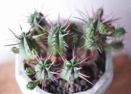 Euphorbia Ferox