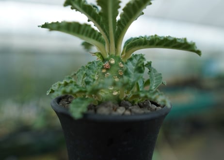 ドルステニア ラブラニー Dorstenia lavrani