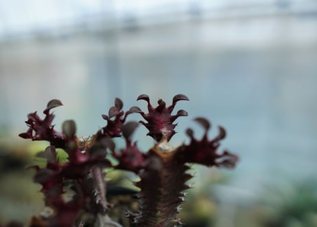 ユーフォルビア　トリゴナ　Euphorbia trigona