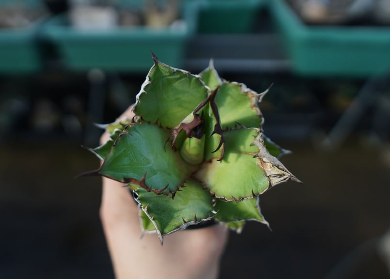 アガベ チタノタ 黒火焰 Agave titanota Black flame No.1 |