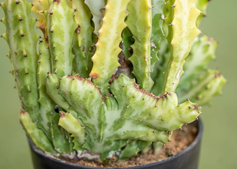 特大　Euphorbia lactea 綴化　斑入り　鉢のまま発送　コーデックス 特大 Euphorbia lactea 綴化 斑入り 鉢のまま発送 コーデックス