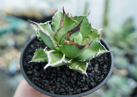アガベ　チタノタ　姫厳竜　Agave titanota dwarf　No.1