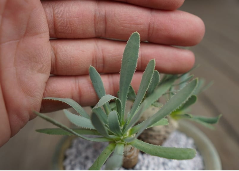 ユーフォルビア　オトンナ　レトロルサ　大株 オトンナ レトロルサ Othonna retrorsa | mana's farm:塊根植物・