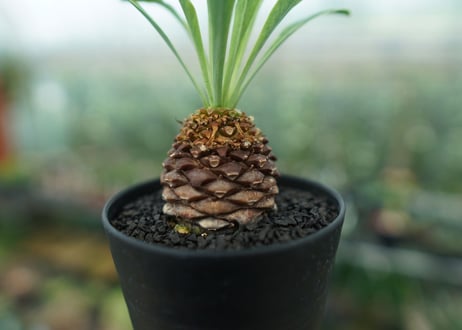 【雌株】ユーフォルビア　鉄甲丸　Euphorbia  bupleurifolia