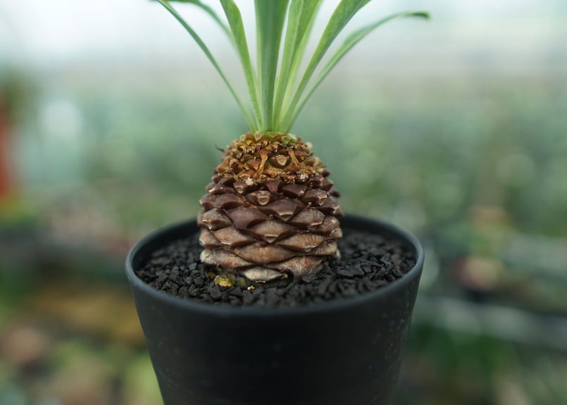 雌株】ユーフォルビア 鉄甲丸 Euphorbia bupleurifolia | mana