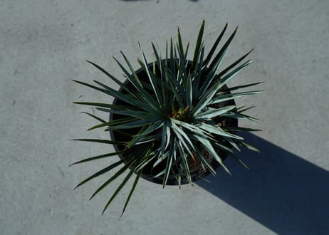 チャメロプス　セリフェラ 　Chamaerops humilis var. Cerifera