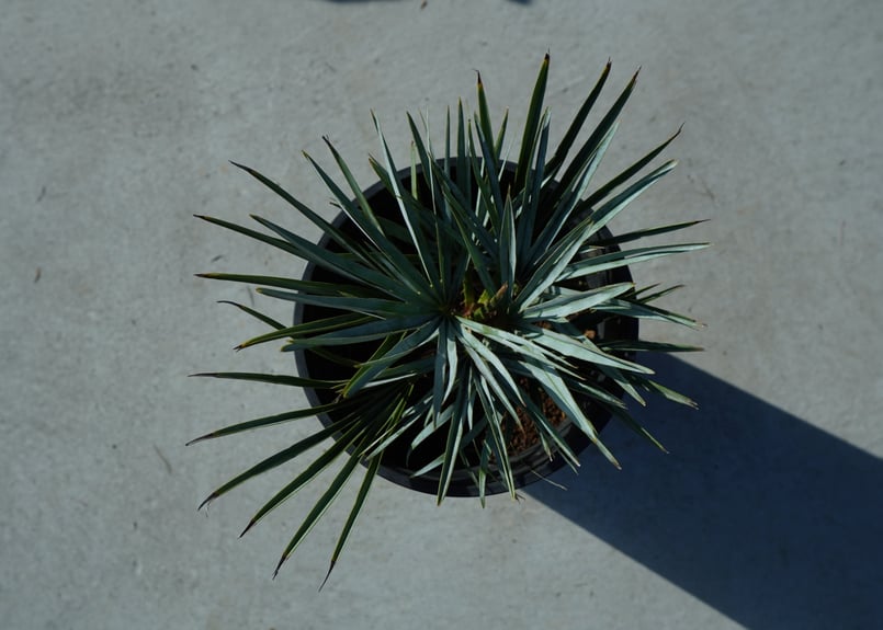 チャメロプス セリフェラ Chamaerops humilis var. Cerifera