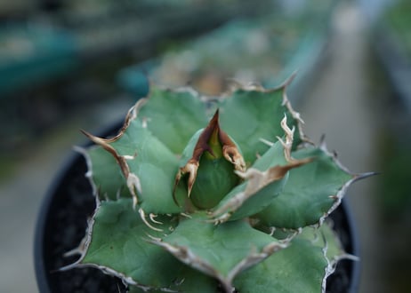 アガベ　チタノタ　烈焔 Agave titanota "烈焔"　No.3