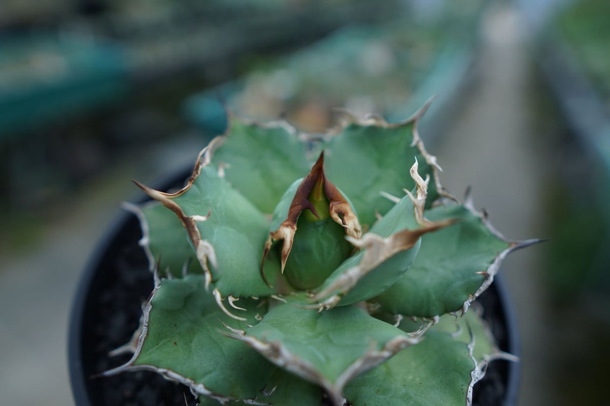 アガベ チタノタ 烈焔 Agave titanota 