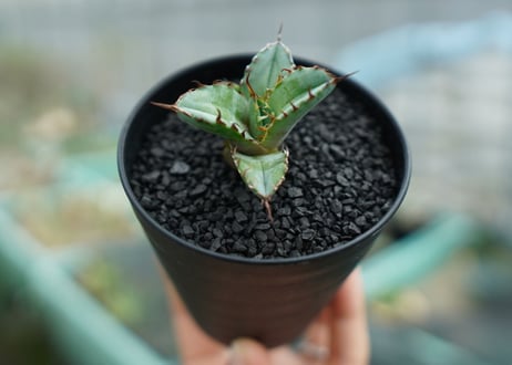 アガベ　チタノタ　 ブラックアンドブルー 　Agave titanota black and blue　No.1